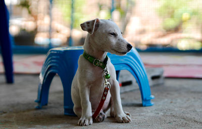 Dog looking away while sitting outdoors