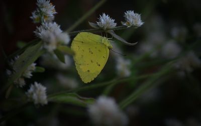 Close-up of yellow flower