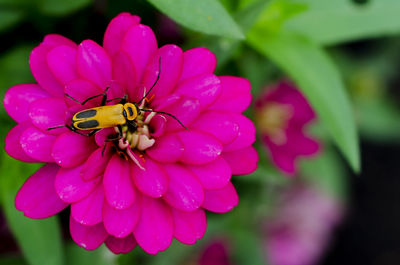 Close-up of honey bee on pink flower