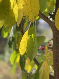 Close-up of yellow leaves on plant during autumn