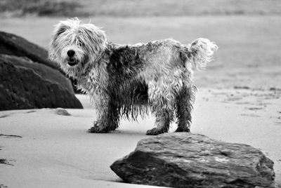 Dog standing on rock