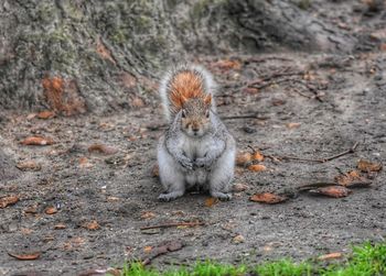 Squirrel eating on field