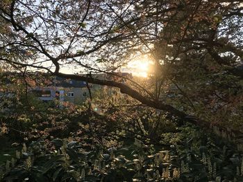 Sun shining through trees