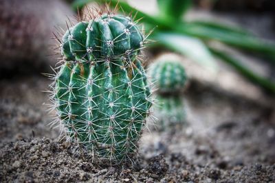 Close-up of cactus plant growing on field