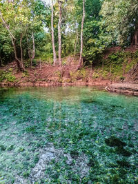 View of river flowing through forest