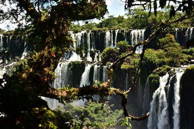 Scenic view of trees against sky