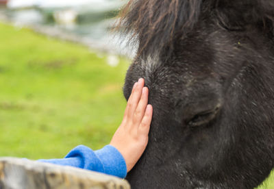 Cropped hand touching horse on field