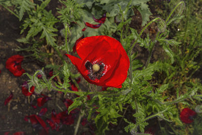 Close-up of red poppy flower