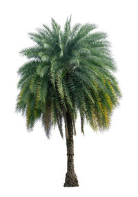 Low angle view of palm tree against sky