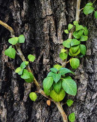 High angle view of green leaves on tree trunk