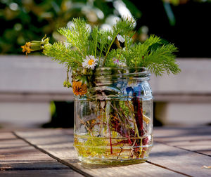 Close-up of potted plant on table