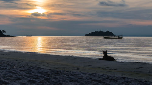 Big dog relaxing on the beach at sunrise. koh rong