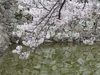 Close-up of fresh flowers on tree