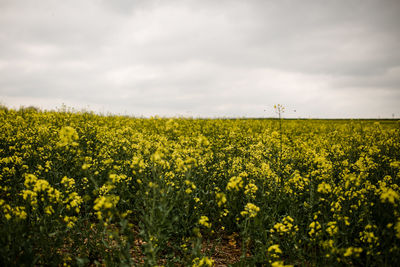 Wild flower field in france