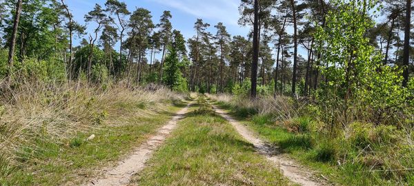 Trees in forest