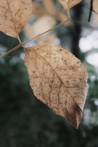 Close-up of dry leaf against blurred background