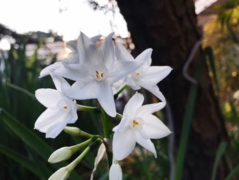 Close-up of white flowers blooming outdoors