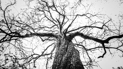 Low angle view of bare tree against sky