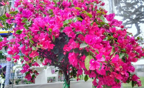 Close-up of pink bougainvillea blooming outdoors