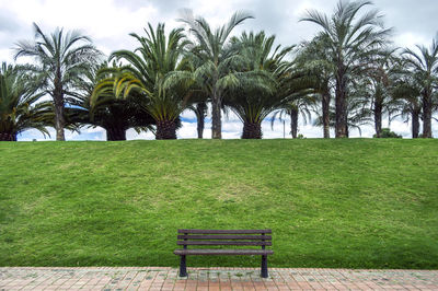 Empty bench against trees and grass in park