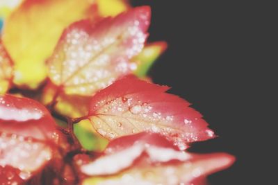 Close up of strawberry over black background