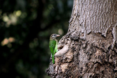 Close-up of bird perching on tree trunk