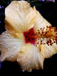 Close-up of raindrops on hibiscus