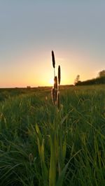 Close-up of grass on field against sky during sunset