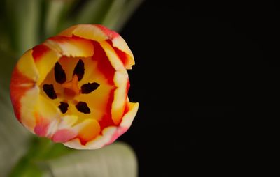 Close-up of yellow flower blooming against black background