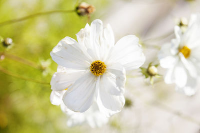 Close-up of white flowering plant