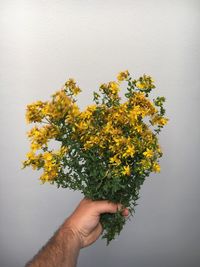 Cropped hand holding st johns wort plant against wall