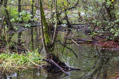 Trees growing in forest