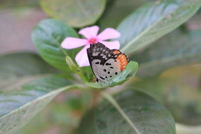 Close-up of butterfly on leaf