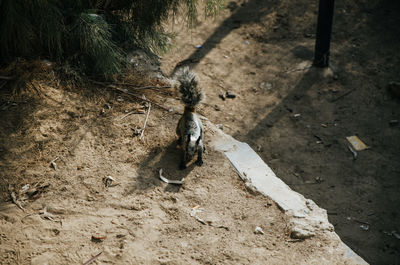 High angle view of a bird on field