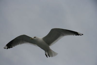 Low angle view of seagull flying against clear sky