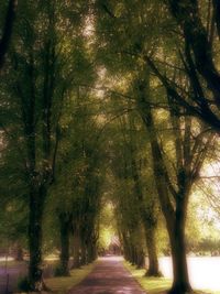 Pathway along trees in park