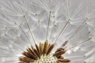 Close-up of dandelion against white background