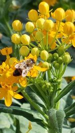 Close-up of bee pollinating on yellow flower