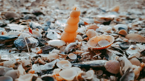 Close-up of shells on ground