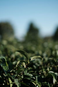 Close-up of plant growing on field against sky