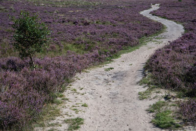 Road amidst plants on field