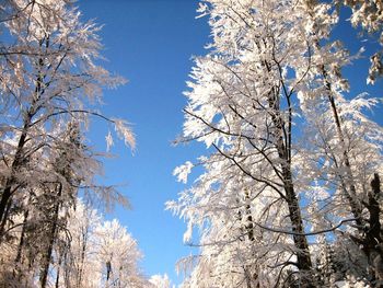 Low angle view of bare trees against clear sky