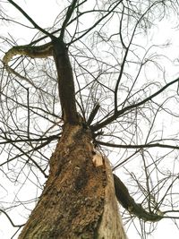 Low angle view of bare tree against sky