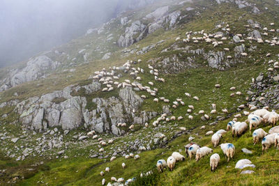 View of sheep on landscape