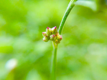 Close-up of honey bee on flower