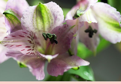 Close-up of bee pollinating on pink flower