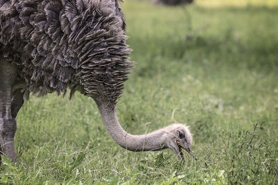 Close-up of a bird on field