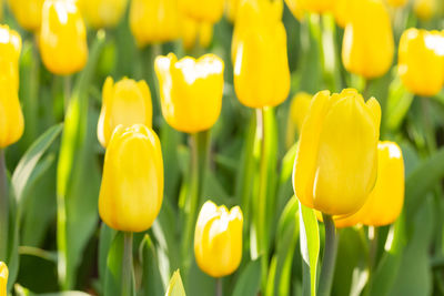 Close-up of yellow tulips on field