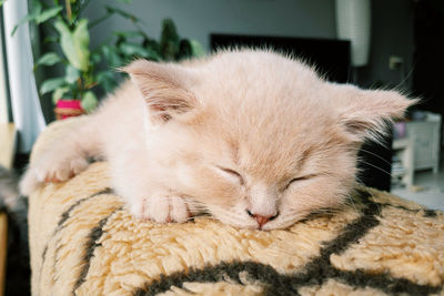 Close-up of a little kitten with vanilla coloured fur sleeping on bed 