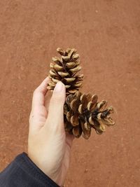 Close-up of hand holding pine cone